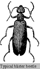 blister-beetle.gif