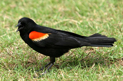 redwingedblackbird.jpg
